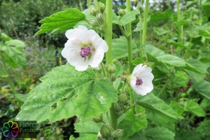 Althaea_officinalis (1)